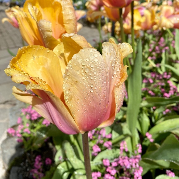 Meet your Posher, CC - Picture 1 of 1